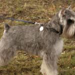 câine Schnauzer miniatural (50 poze) pitice albe, piper și sare de culoare, ce dimensiuni Schnauzer,