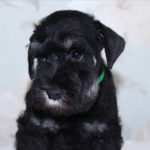 câine Schnauzer miniatural (50 poze) pitice albe, piper și sare de culoare, ce dimensiuni Schnauzer,