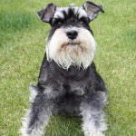 câine Schnauzer miniatural (50 poze) pitice albe, piper și sare de culoare, ce dimensiuni Schnauzer,