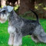 câine Schnauzer miniatural (50 poze) pitice albe, piper și sare de culoare, ce dimensiuni Schnauzer,