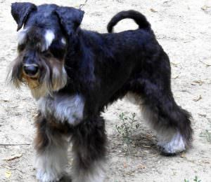 câine Schnauzer miniatural (50 poze) pitice albe, piper și sare de culoare, ce dimensiuni Schnauzer,