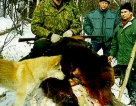 Câine de vânătoare pentru urs
