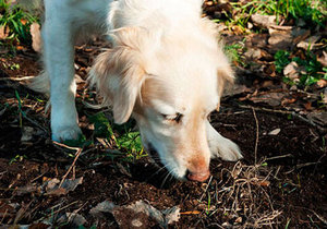 Dog mânca la sol