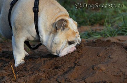 Dog mănâncă pământ de ce și ce să facă