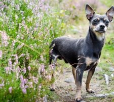 Câine pinscher pitic (Pinscher miniatură) rasa descriere, fotografii, prețul de pui, comentarii