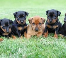 Câine pinscher pitic (Pinscher miniatură) rasa descriere, fotografii, prețul de pui, comentarii