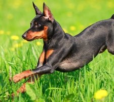 Câine pinscher pitic (Pinscher miniatură) rasa descriere, fotografii, prețul de pui, comentarii