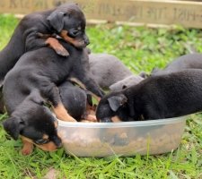 Câine pinscher pitic (Pinscher miniatură) rasa descriere, fotografii, prețul de pui, comentarii