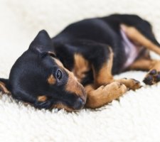 Câine pinscher pitic (Pinscher miniatură) rasa descriere, fotografii, prețul de pui, comentarii