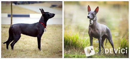fotografii câine Xoloitzcuintle, preț, descrierea caracteristicilor rasei
