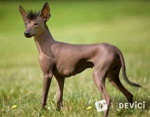 fotografii câine Xoloitzcuintle, preț, descrierea caracteristicilor rasei