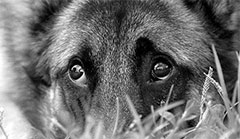 Câine plâns - îngrijire pentru animale de companie - Articole Director