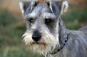 Miniature Schnauzer câine rasa descriere standard aspectul și caracterul pe recenziile proprietarilor de câini