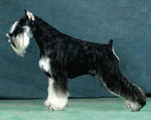 Miniature Schnauzer câine rasa descriere standard aspectul și caracterul pe recenziile proprietarilor de câini