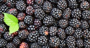 Compatibilitatea produselor corect - noi - ei mananca (alimente) Compatibilitatea produselor corect - noi - le mânca
