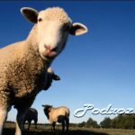 Conținutul de capre în agricultura de subzistență de uz casnic