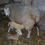Conținutul de capre în agricultura de subzistență de uz casnic
