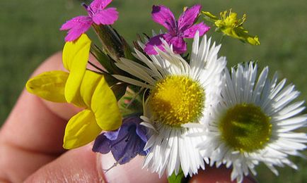 Vis buchet Interpretare, ceea ce un vis într-un vis pentru a vedea buchet