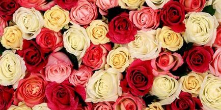 Rose vis carte ce vis vis a crescut (ce) Rose vis carte ce vis a crescut de vis