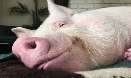 Vis de porc Interpretare visat, ceea ce visează un porc în timpul somnului