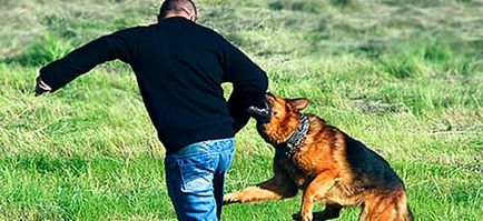 Vis câine Interpretare musca ce vise muscatura câine într-un vis