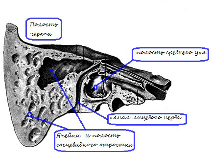 mastoid a osului temporal, care este