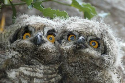 Owls, enciclopedie animale