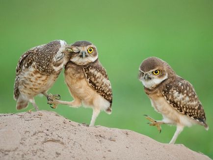 Owls, enciclopedie animale