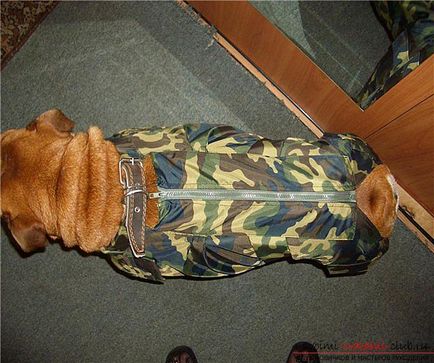 Crearea unui model pentru a se potrivi buldogul cu propriile sale mâini, folosind instrucțiuni pas cu pas, cu fotografii și (la un buldog cu modele mâinile rochie) Crearea unui model pentru a se potrivi buldogul cu propriile sale mâini, folosind instrucțiuni pas cu pas, cu fotografii și