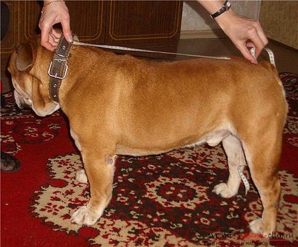 Crearea unui model pentru a se potrivi buldogul cu propriile sale mâini, folosind instrucțiuni pas cu pas, cu fotografii și (costume de model pentru Bulldog) Crearea unui model pentru a se potrivi buldogul cu propriile sale mâini, folosind instrucțiuni pas cu pas, cu fotografii și