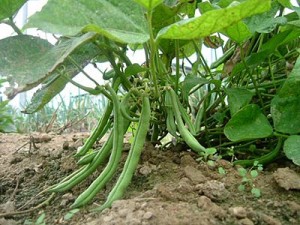 fasole verde în creștere în intervalul câmp deschis de soiuri, de plantare și îngrijire