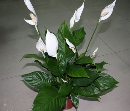 Spathiphyllum - transplant - fericire de sex feminin - acasă, îmi place grădina mea