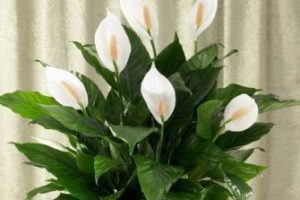 Spathiphyllum - transplant - fericire de sex feminin - acasă, îmi place grădina mea