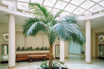 Lista celor mai comune specii de palmieri