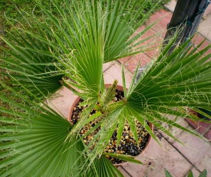 Lista celor mai frecvente tipuri de arbori (specii) Lista celor mai comune specii de palmieri