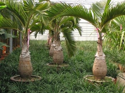 Lista celor mai comune specii de palmieri