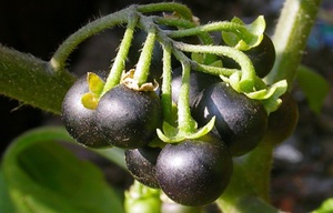 Listă de familia Solanaceae de plante - legume, medicinale și ornamentale