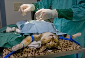 Castrarea pisici laparoscopice, pro și contra, pentru a face la ce vârstă, de formare,