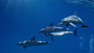 Stil delfin înot