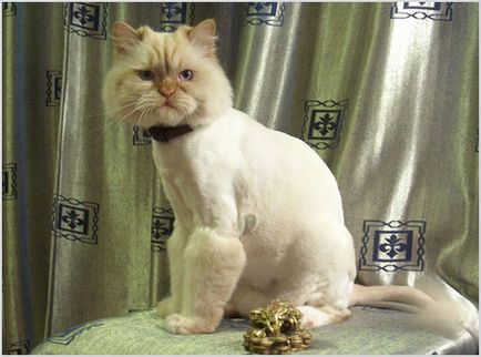 Perierea pisici și pisici (grooming), fotografii, clipuri video, pret, sfaturi professianalov