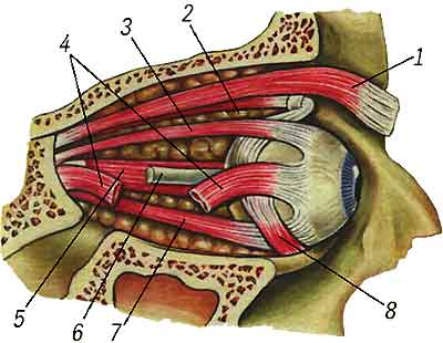 Structura ochiului uman