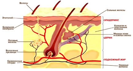 Structura pielii - Servicii - piele și boli venerice, dermatocosmetology
