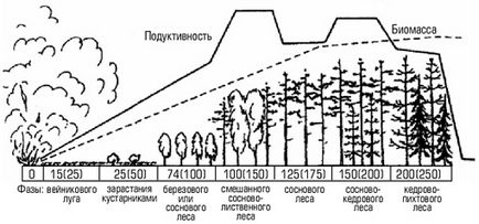 Succesiunea de succesiune ecologică primară și secundară, ecosistem