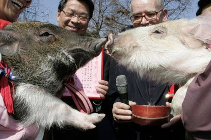 animale de nunta - sărbătoarea iubirii, articolul (animale de nunta) animale de nunta - sărbătoarea iubirii, articolul