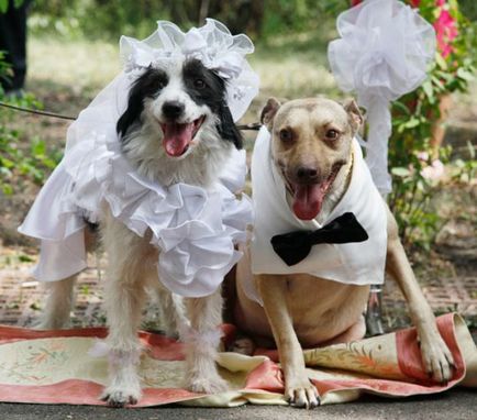 animale de nunta - sărbătoarea iubirii, articolul