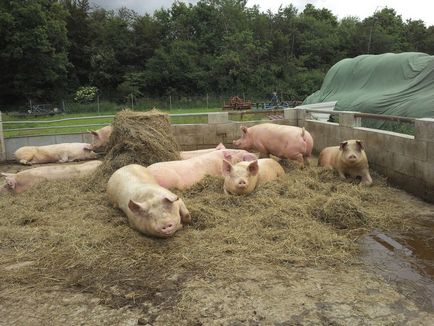 Porc agricultura în casă