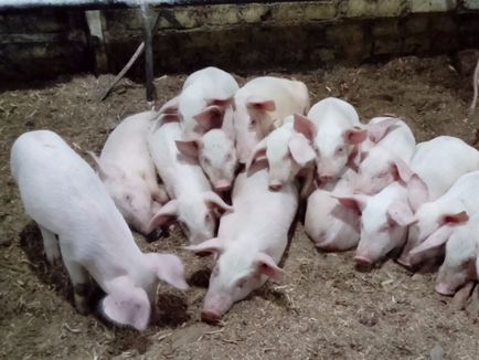 Porc agricultura în casă