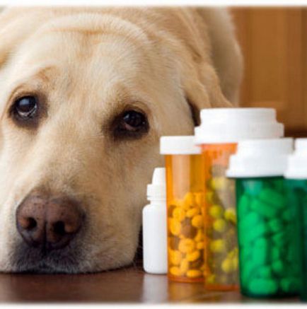 Tratamentul precoce al diareei la câini - 15 ianuarie 2016 - un câine sănătos