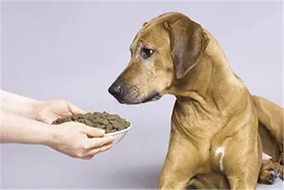 Tratamentul precoce al diareei la câini - 15 ianuarie 2016 - un câine sănătos