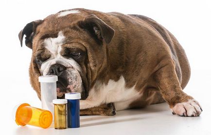 Tablete de la viermi la câini comentarii, evaluare cel mai bun ghid